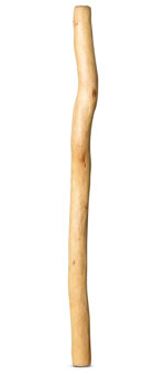 Medium Size Natural Finish Didgeridoo (TW862)